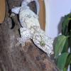 Halmahera Giant Gecko Photo