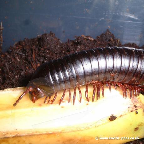 Giant Black Millipede about to start feeding