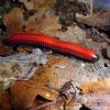 Red Fire Millipede photo