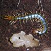 Amazon Centipede Photo