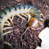 Amazon Centipede - head photo