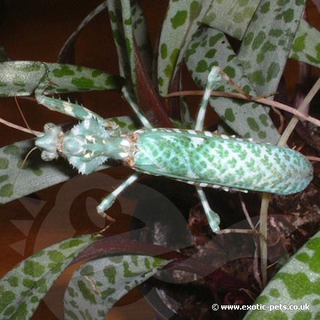 Camouflaged Devils Flower Praying Mantis