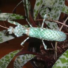 Devils Flower Praying Mantis