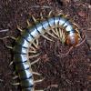 Amazon Centipede - dorsal view photo