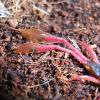 Fan Tailed Centipedes Photo