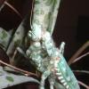 Thistle Mantis Photo