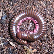 Pink Legged Millipede