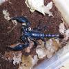 Asian Forest Scorpion Photo