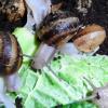Edible Snails Photo