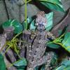 Collard Tree Lizard Photo