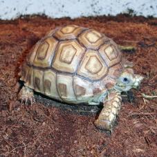 Giant African Spur Thigh Tortoise