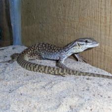 Ridge Tailed Monitor