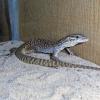 Ridge Tailed Monitor Photo