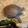 Chinese Soft Shell Turtle Photo