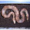 Viper Boa Photo