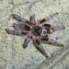 Chile Red Zebra Tarantula Photo