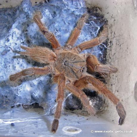 Chinese Tarantula