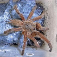 Chinese Tarantula