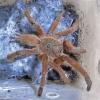 Chinese Tarantula Photo