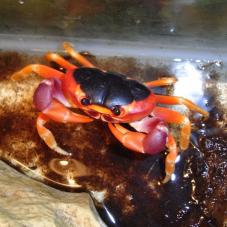 Halloween Crab