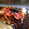 Halloween Crab Photo