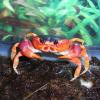 Bermuda Land Crab Photo