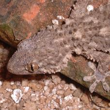 Moorish Gecko