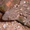 Moorish Gecko Photo