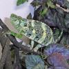 Giant One Horned or Meller Chameleon Photo