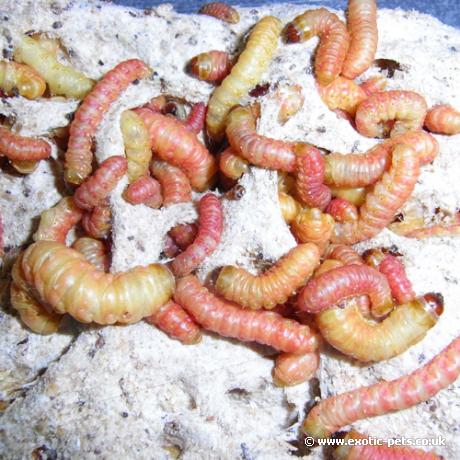 Butterworm