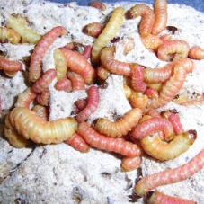 Butterworms