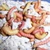 Butterworms Photo