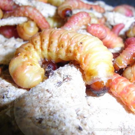 Butterworm - close up