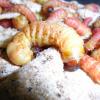Butterworm - close up photo