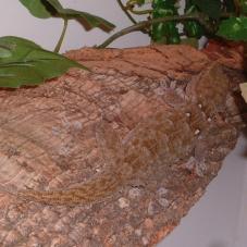 White Spotted Gecko