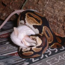 Royal Python or Ball Python