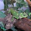 Forest Tree Dragon Photo