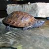 Sumatra Leaf Turtle Photo