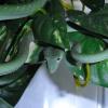 Green Vine Snake - Female photo