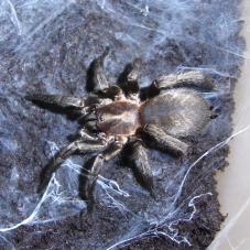 Chilean Tiger Rump Tarantula