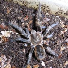 Goledn Chile Tarantula