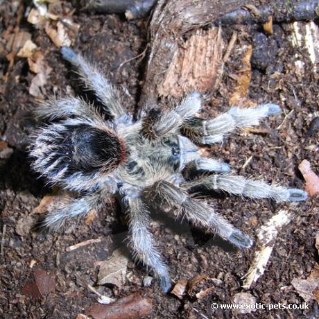 Chilean Gold Burst Tarantula