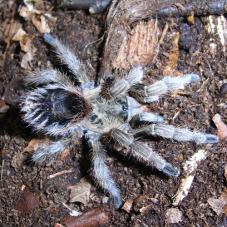 Chilean Gold Burst Tarantula