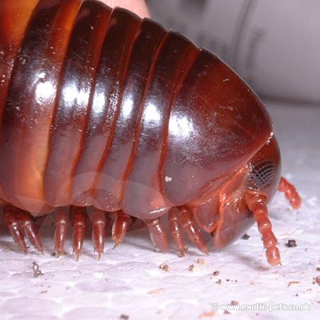 Close up of an Amber Millipedes head