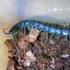 Chilean Centipede Photo