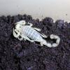 Chilean Desert Scorpion Photo
