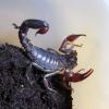 Chilean Brown Pygmy Scorpion Photo
