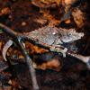 Nguru Pygmy Chameleon Photo