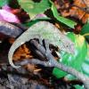 Green Pygmy Chameleon Photo