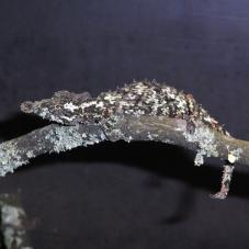 Rosette Nosed Pygmy Chameleon